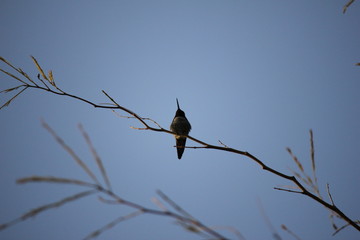 Desert birds tend to be much more abundant where the vegetation is lusher and thus offers more insects, fruit and seeds as food.  Where the Arizona cities of Phoenix, Scottsdale, Tucson and Mesa