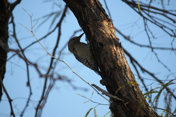 Desert birds tend to be much more abundant where the vegetation is lusher and thus offers more insects, fruit and seeds as food.  Where the Arizona cities of Phoenix, Scottsdale, Tucson and Mesa