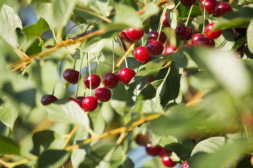 Red ripe cherry on a branch of a tree