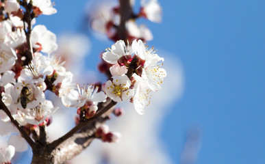 White flowers on a tree in spring