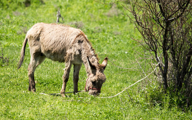 Naklejka na ściany i meble Donkey in the pasture in the spring
