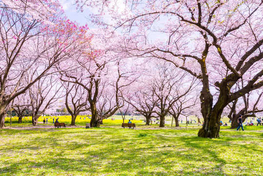 昭和記念公園の桜