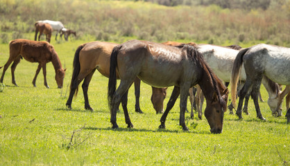 Obraz premium Horses in the pasture in the spring