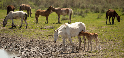 Horses in the pasture in the spring