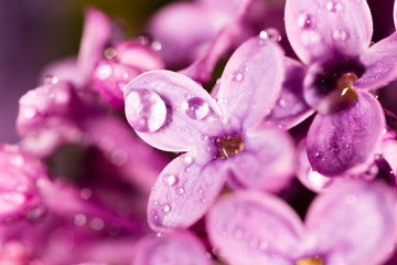 Lilac flowers with drops of water