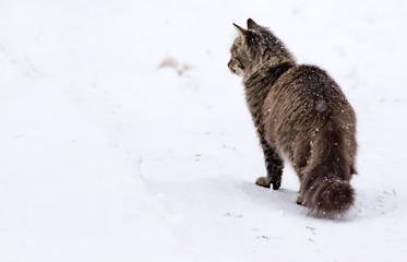 Cat walks in the snow in winter