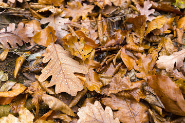 Yellow autumn leaves on ground