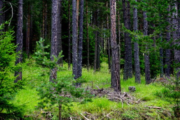 Forest