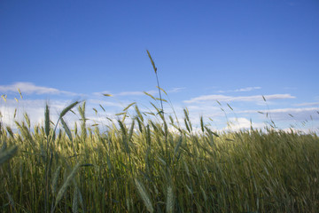 Summer wheat field on blue sky background