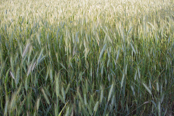 Background from a summer wheat field