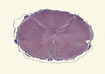 Spinal cord  - cross section cut under microscope