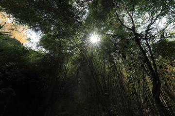 The sun shines through the bamboo forest on the mountain.