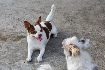 Naklejka na ściany i meble Chihuahua dog lying on the cement floor.