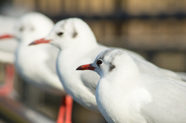 ユリカモメの横顔