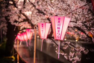 満開の桜とやわらかな明かりを灯す目黒川桜まつりの提灯 / The lanterns of the "Meguro River Cherry Blossom Festival" that shine in pink. Meguro, Tokyo, Japan.