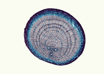 Pinus, pine, older woody root - microscopic cross section cut of a plant stem