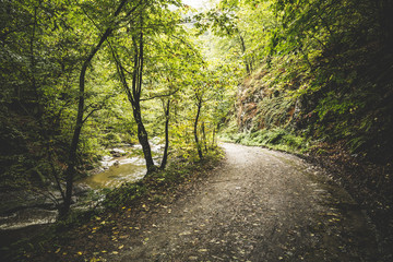 Road through the misty woods