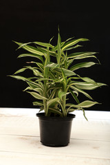 Green Little Plant on Back Pot