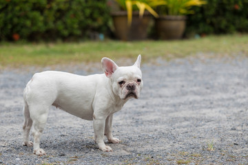 Beautiful dog french bulldog white, close-up.