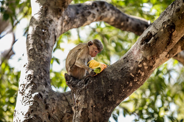 Monkey Eating a Fruit