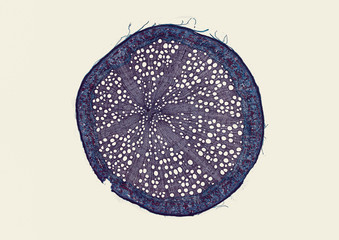 Quercus, oak, older woody root - microscopic cross section cut of a plant stem