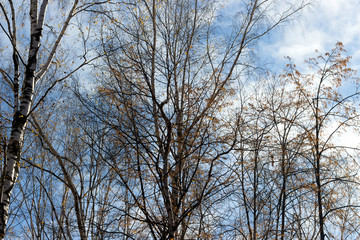 the leaves of the trees leafless with leaves on sky background