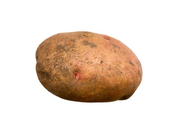 one potato on white background