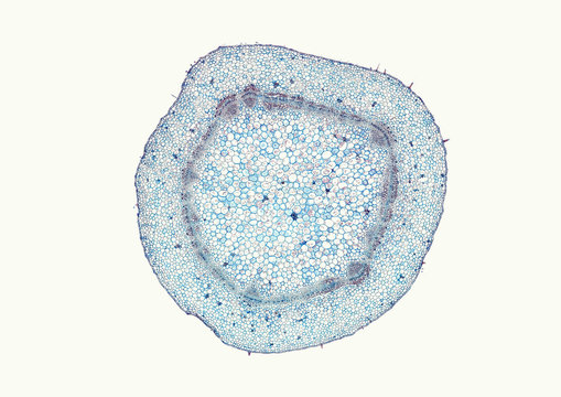 Helianthus, sunflower, typical dicot stem - microscopic cross section cut of a plant stem
