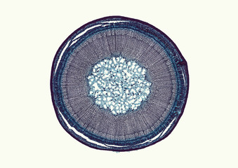 Ribes, currant, stem with phellogen - microscopic cross section cut of a plant stem