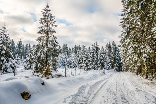 Fototapeta winterlicher Waldweg