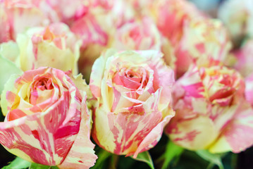 fresh roses closeup