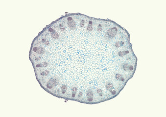 Helianthus, sunflower, typical dicot stem - microscopic cross section cut of a plant stem