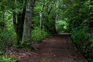 Pathway trought the forest along the levada