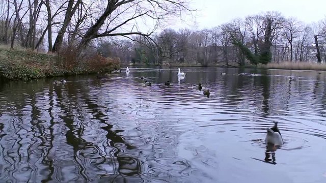 lago invernale con papere e cigni