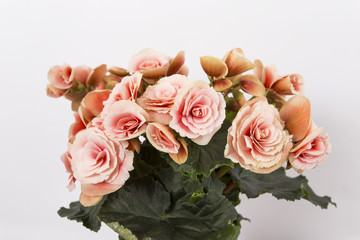  blooming begonia ,beautiful delicate flowers