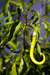 Fruit of hot pepper on a branch.