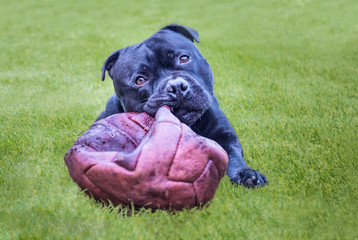 black cute staffordshire bull terrier dog lying on green grass chewing a burst leather football