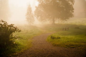 Fototapeta na wymiar A magical misty morning, as taken from a fairy tale.