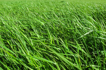 A big green grassy field background