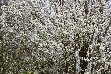 tree blooms beautiful white flowers
