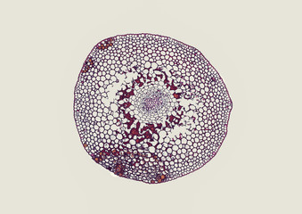 Rhizome of Psilotum - microscopic cross section cut of a plant stem