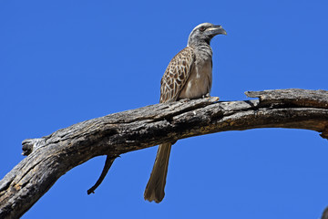 Grautoko (Tockus nasutus) am Waterberg (Namibia)
