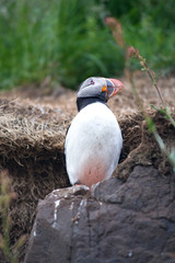 Puffin