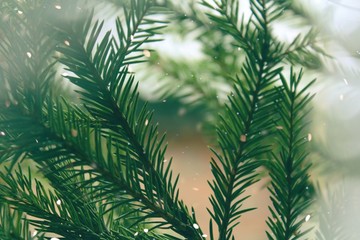 Fototapeta premium Christmas background fir-tree with snow and bokeh