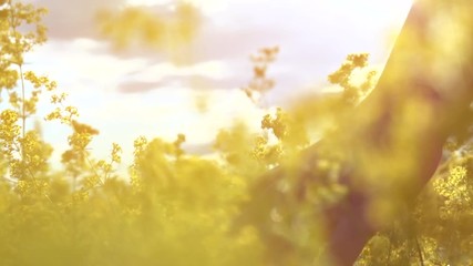 Female's hand touching wild flowers closeup. Summertime concept. Slow motion 4K UHD video footage. 3840X2160