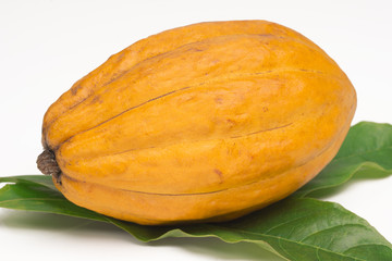 One cocoa and leaves in white background