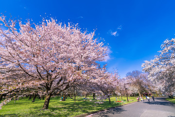 小金井公園の桜