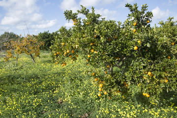 Orange Grove and Wild Flowers; Santa Agnes; Ibiza
