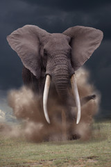 Afrikanischer Elefant Bulle greift an, Loxotonta africana