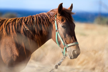 Horse on the pasture